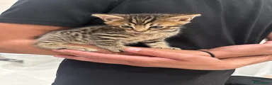 Bengal Kitten 4