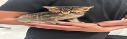 Bengal cats for sale: Bengal mixed kitten - Advert 3