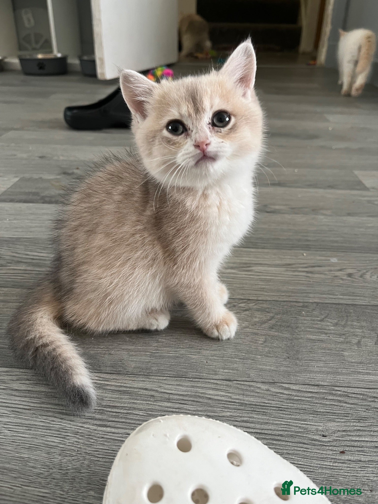 British Shorthair cats British shorthair female kitten - Advert 6