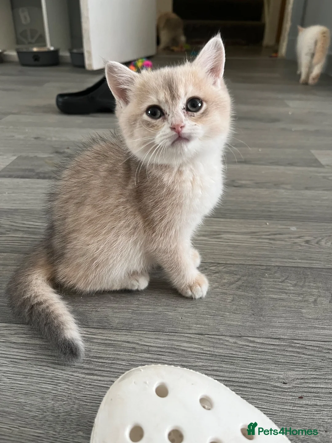 British Shorthair cats for sale: British shorthair female kitten - Advert 1