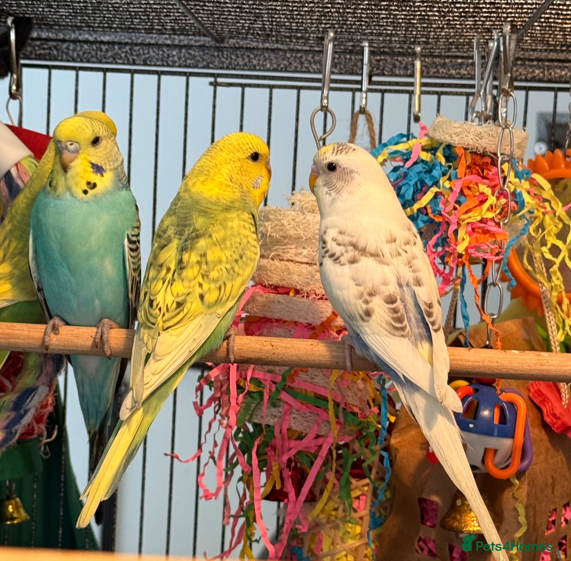 Budgerigars birds Young Budgies 8 to 10 Weeks Old Available  - Advert 1