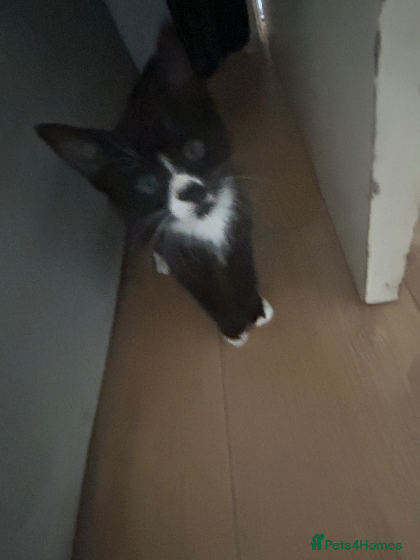 Mixed Breed cats One male kitten looking for its new family home - Advert 1