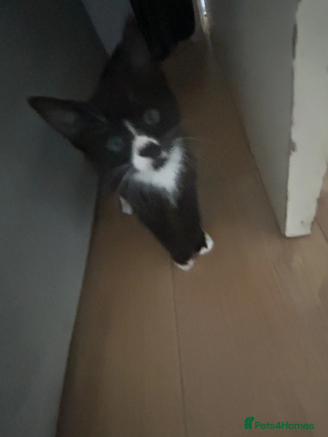Mixed Breed cats for sale: One male kitten looking for its new family home - Advert 1