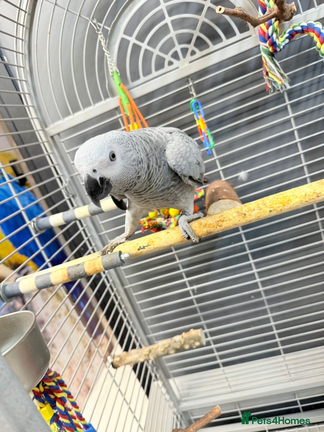 Parrots birds for sale: African greys  - Image 11