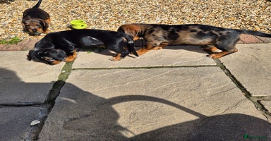 Mixed Breed dogs - Advert 10