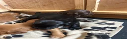 Cocker Spaniel dogs for sale: KC Registered Working Cocker Spaniel Puppies - Advert 16