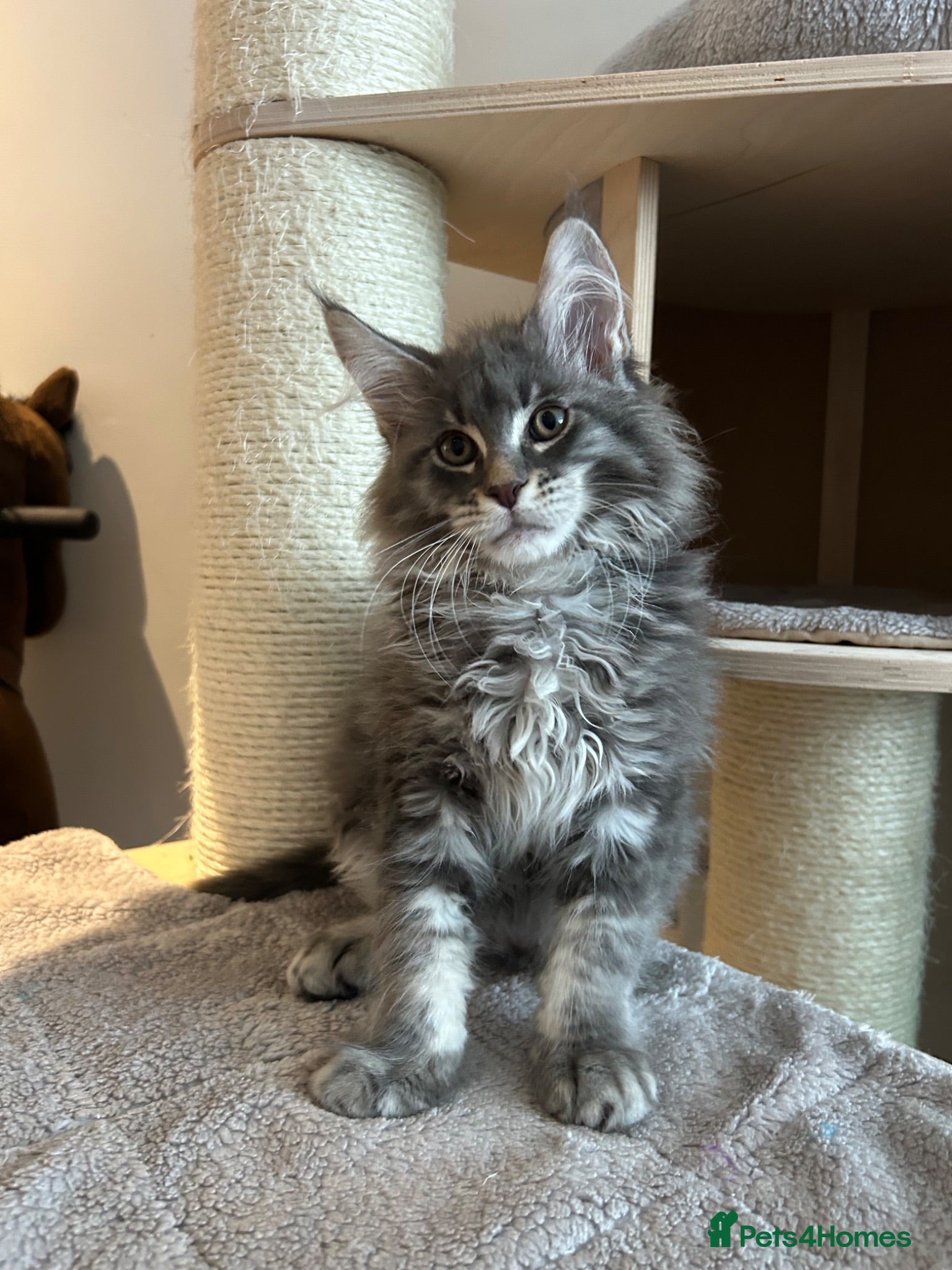 Maine Coon cats TICA Registered XXL Russian Bloodline Maine Coons - Advert 2