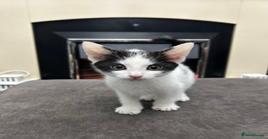 British Shorthair cats - Advert 4