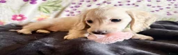 Miniature Dachshund dogs for sale: Cream long haired kc ready to go now - Advert 3