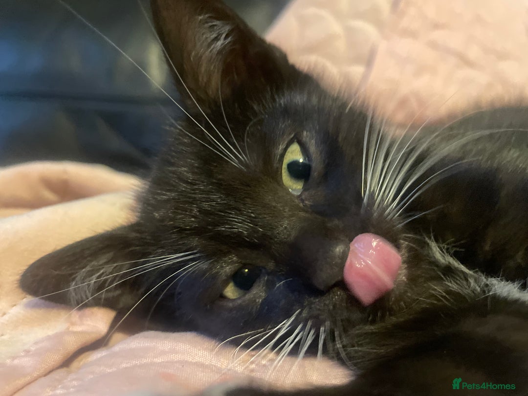 Bengal cats for sale: Pair of part bengal Tuxedo Kittens  - Image 12