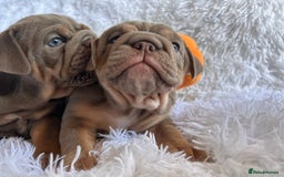 English Bulldog dogs for sale: Outstanding English bulldogs  - Image 12