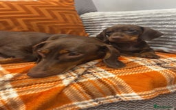Dachshund dogs for sale: Dachounds for sale  - Image 17