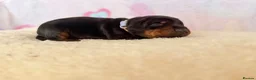 Dobermann dogs for sale: Exclusive Pedigree Dobermann Puppies.  - Advert 3