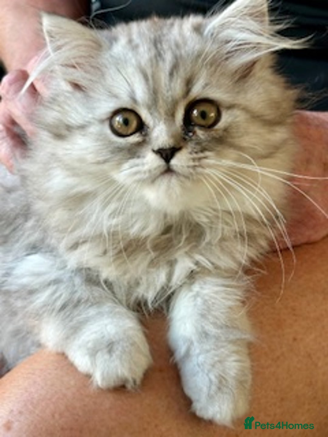 Persian cats for sale: Two multicoloured Persian females - Image 7