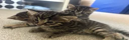 Mixed Breed cats for sale: Beautiful kittens - Advert 8
