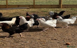 Chickens poultry for sale: Hybrid Pullets - POL - Image 5