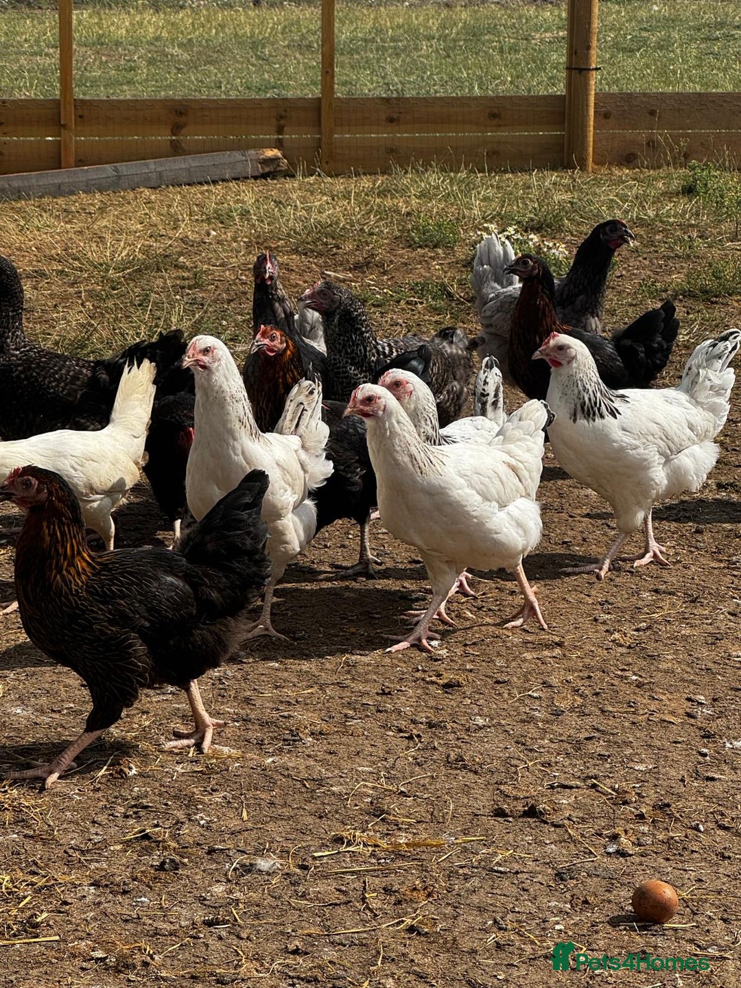 Chickens poultry for sale: Hybrid Pullets - POL - Image 5