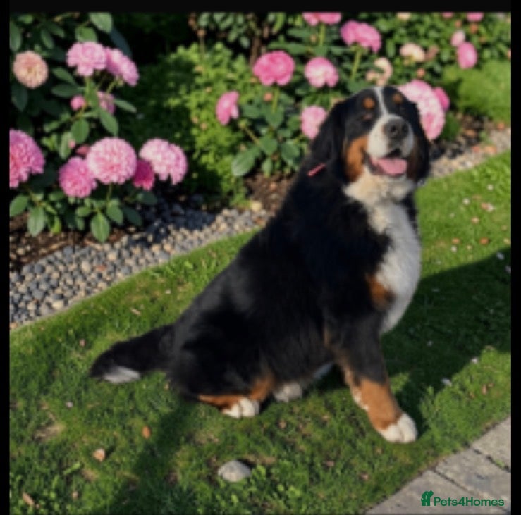 Bernese Mountain Dog dogs Ikc registered Bernese mountain - Advert 1