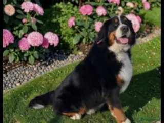 Bernese Mountain Dog dogs Ikc registered Bernese mountain - Advert 1