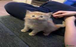 Maine Coon cats for sale: 2 Maine coon cross kittens - Advert 3