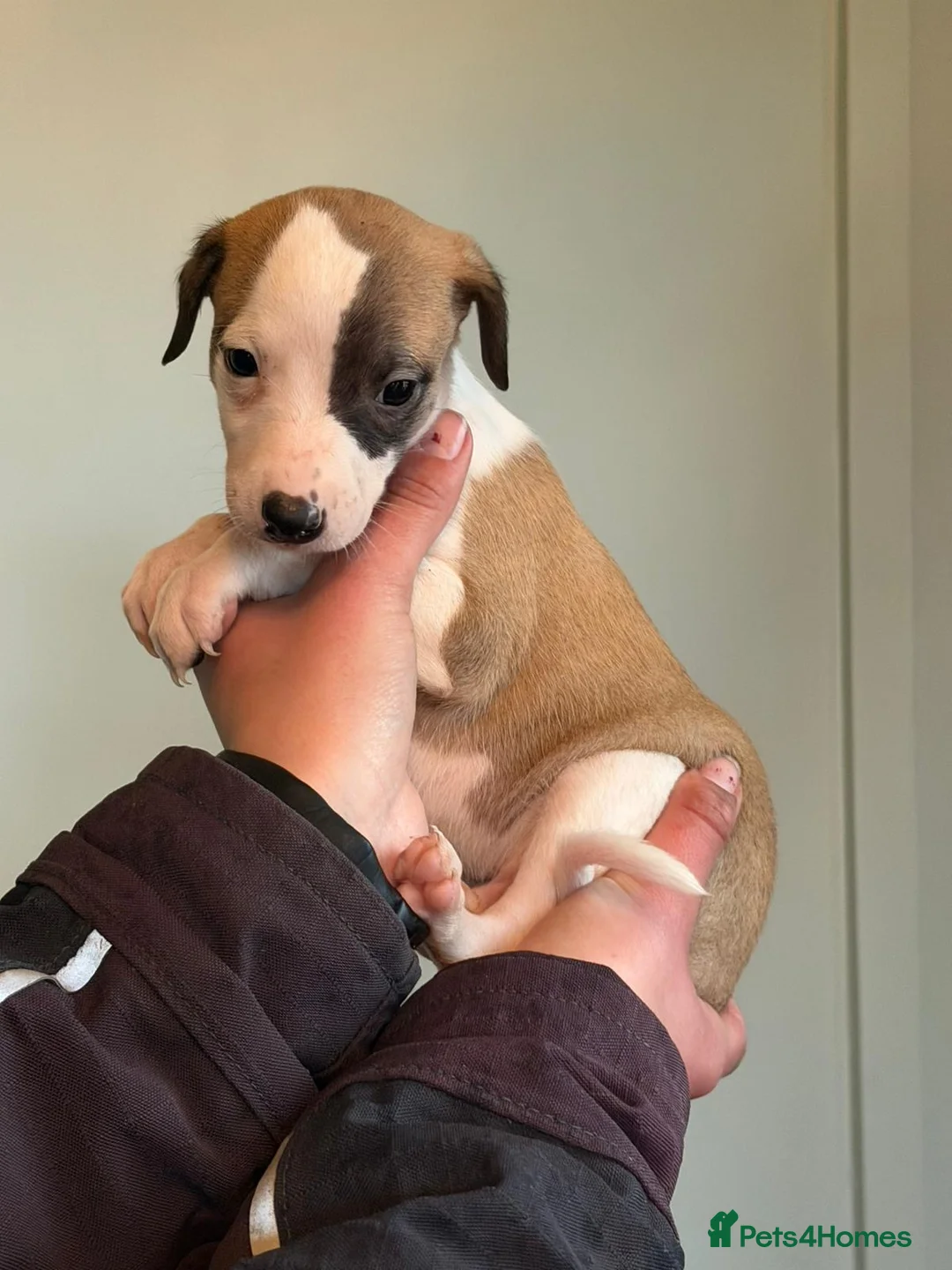Whippet dogs for sale: 7 gorgeous whippet puppies! All ready leave  - Advert 5