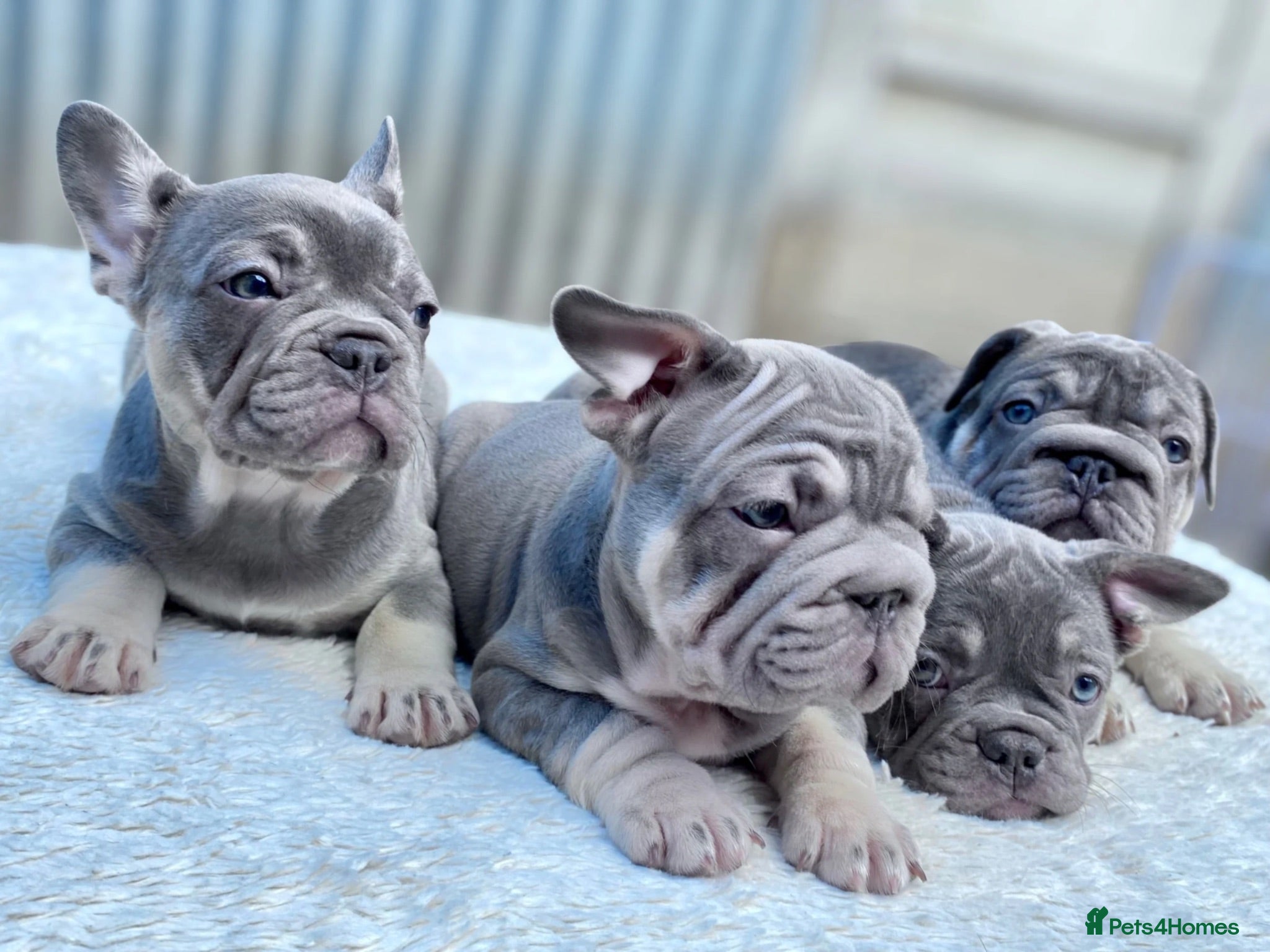 French Bulldog dogs Quality French Bulldog Lilac & Tan Puppies - Advert 13