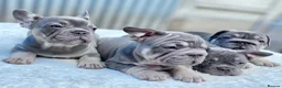 French Bulldog dogs for sale: Quality French Bulldog Lilac & Tan Puppies - Advert 2
