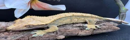 Gecko reptiles for sale: Crested Geckos - Advert 3