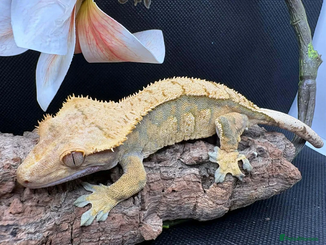 Gecko reptiles for sale: Crested Geckos - Advert 3