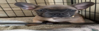 French Bulldog Puppy 4