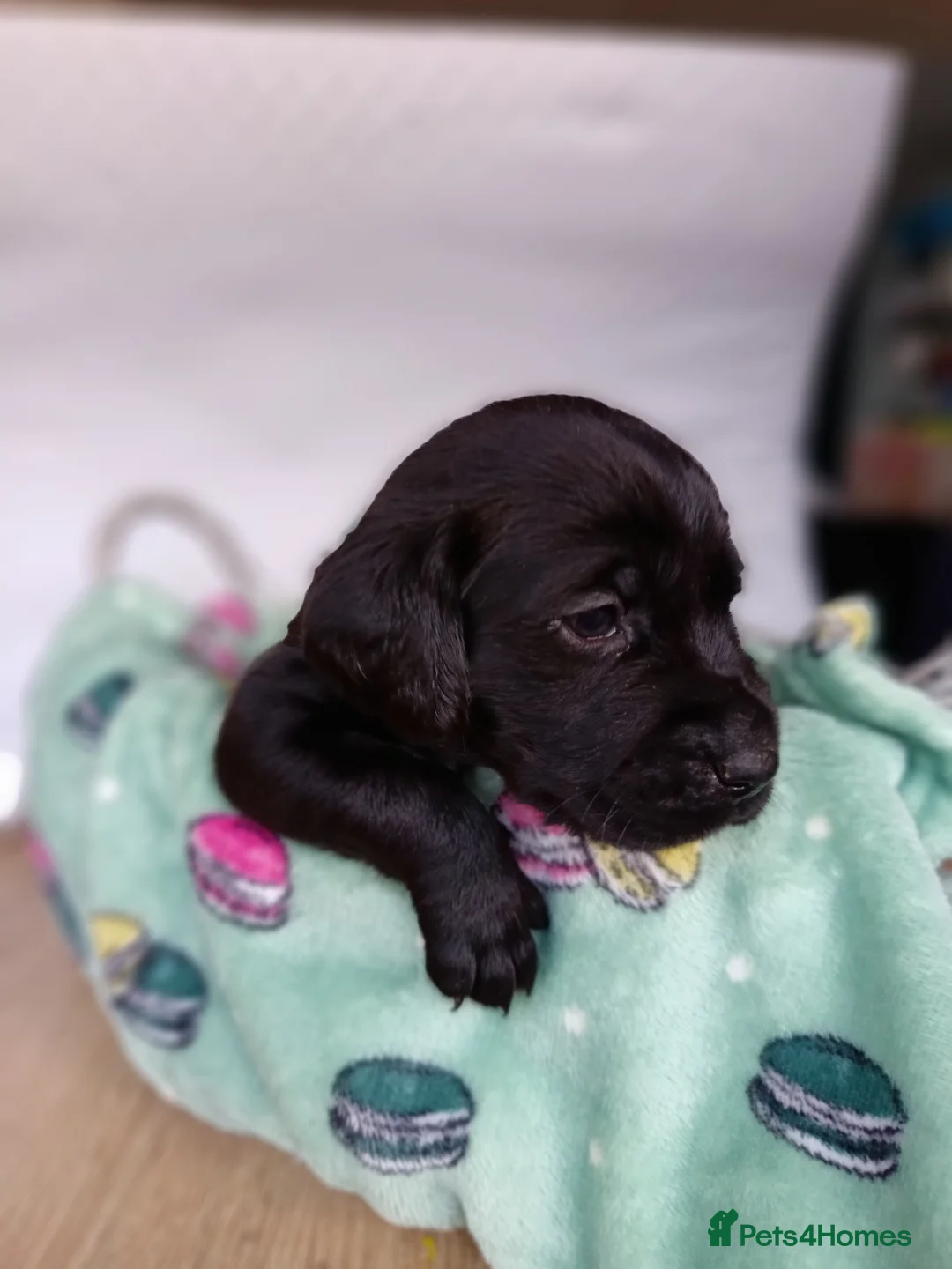 Labrador Retriever dogs for sale: KC reg yellow & black Labrador puppies socialised - Advert 5