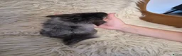 Chinchilla rodents for sale: 2 female chinchillas - Advert 11