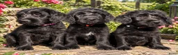 Mixed Breed dogs for sale: Only 3 left Labraguese Puppies (price reduced ) - Advert 3
