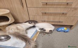 Ragdoll cats for sale: Bicolour Ragdoll Kitten  - Image 6