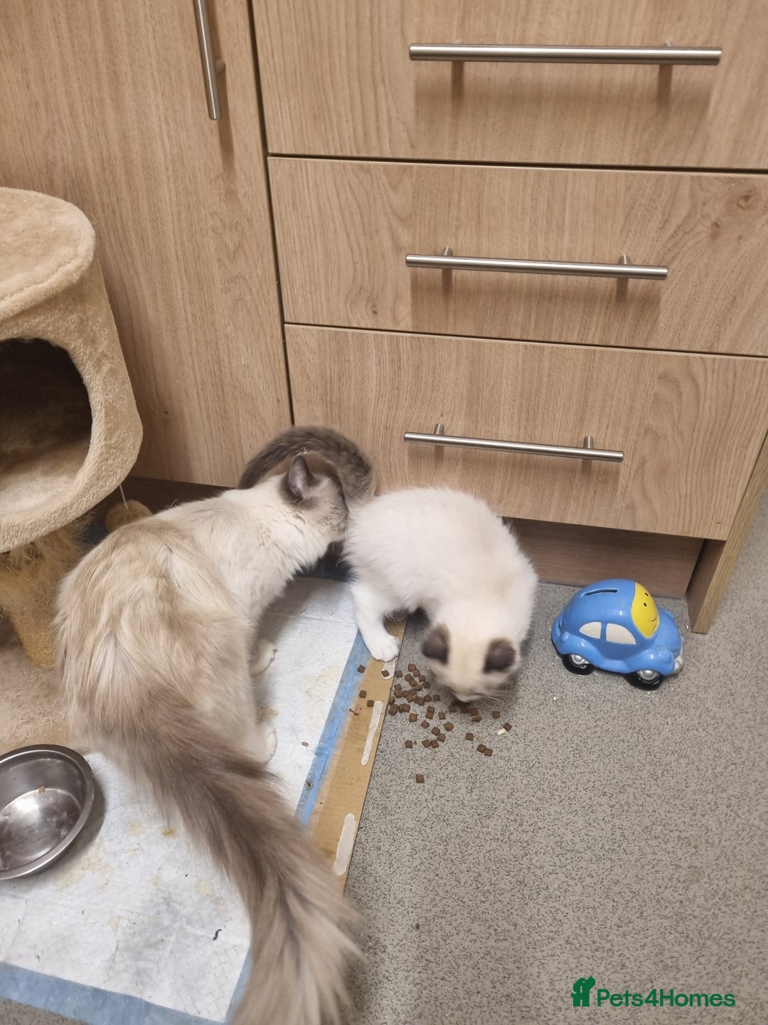 Ragdoll cats for sale: Bicolour Ragdoll Kitten  - Image 6