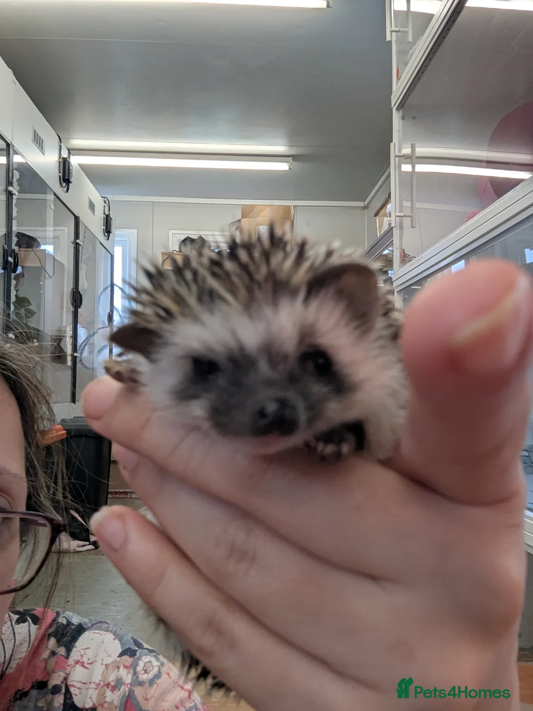 Pygmy Hedgehog rodents for sale: Baby African Pygmy Hedgehogs. Very friendly! - Advert 8