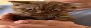 British Shorthair 3