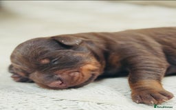 Dobermann dogs for sale: Champion European Doberman Puppies Kc-reg  - Advert 16