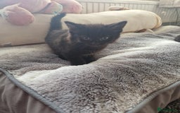 British Shorthair cats for sale: 4 kittens available to go now - Advert 3