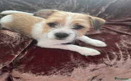 Mixed Breed dogs for sale: JACK RUSSELL CROSS PUPPY  - Image 1