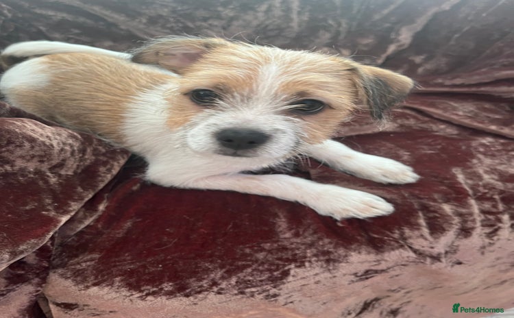 Mixed Breed dogs - Advert 8