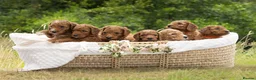 Standard Poodle dogs for sale: Red Standard Poodle Puppies Fully Health Tested - Advert 4