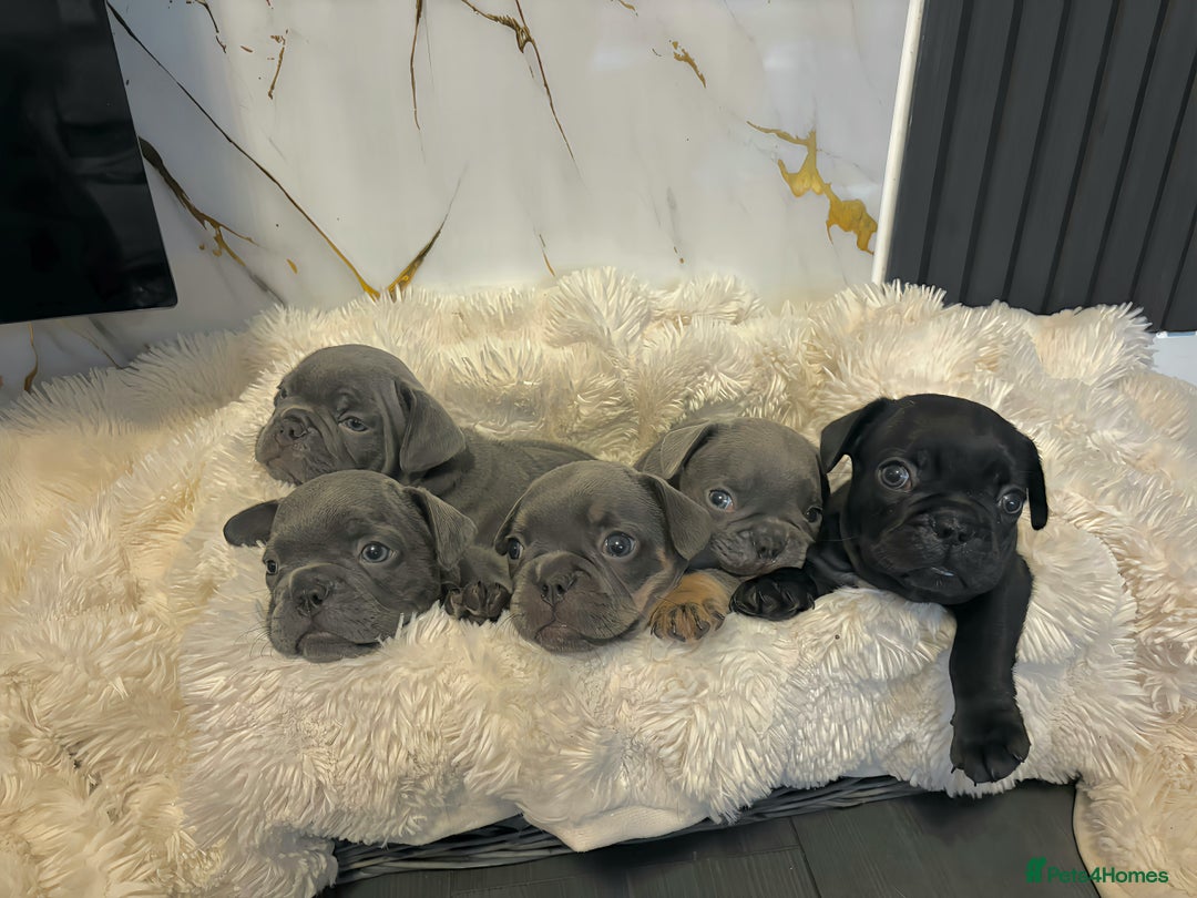 French Bulldog dogs for sale: 5 gorgeous fur babies 🩷 - Image 1