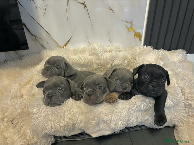 French Bulldog dogs - Advert 8