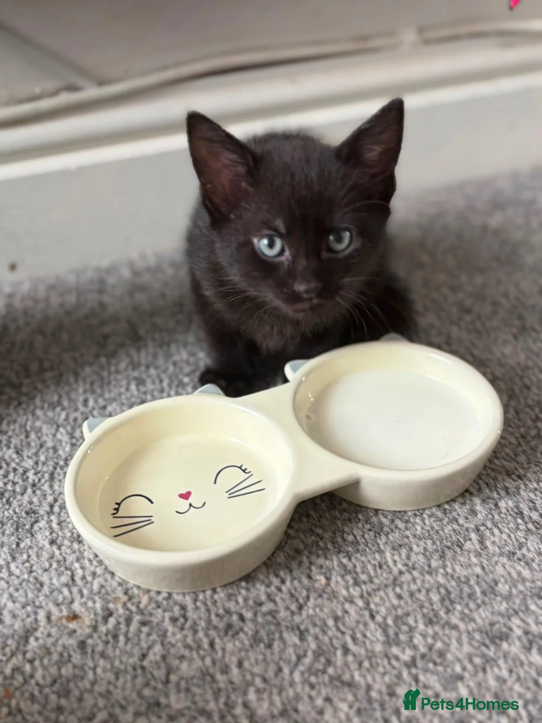 Mixed Breed cats for sale: Beautiful Kittens - Advert 21