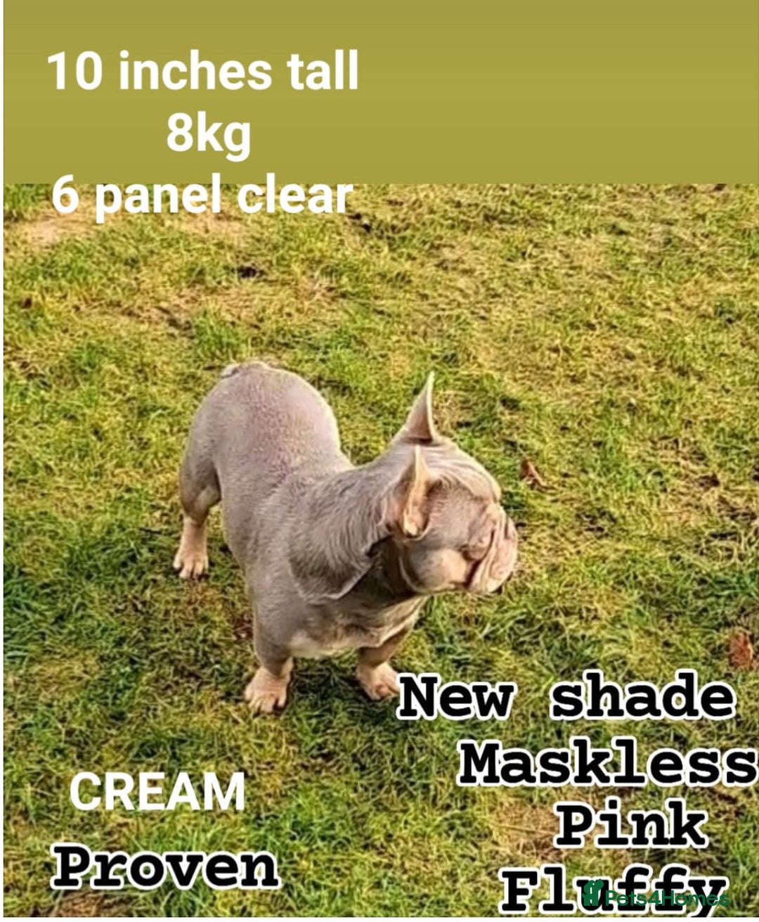 French Bulldog dogs for sale: French Bulldog gorgeous puppies - Image 17