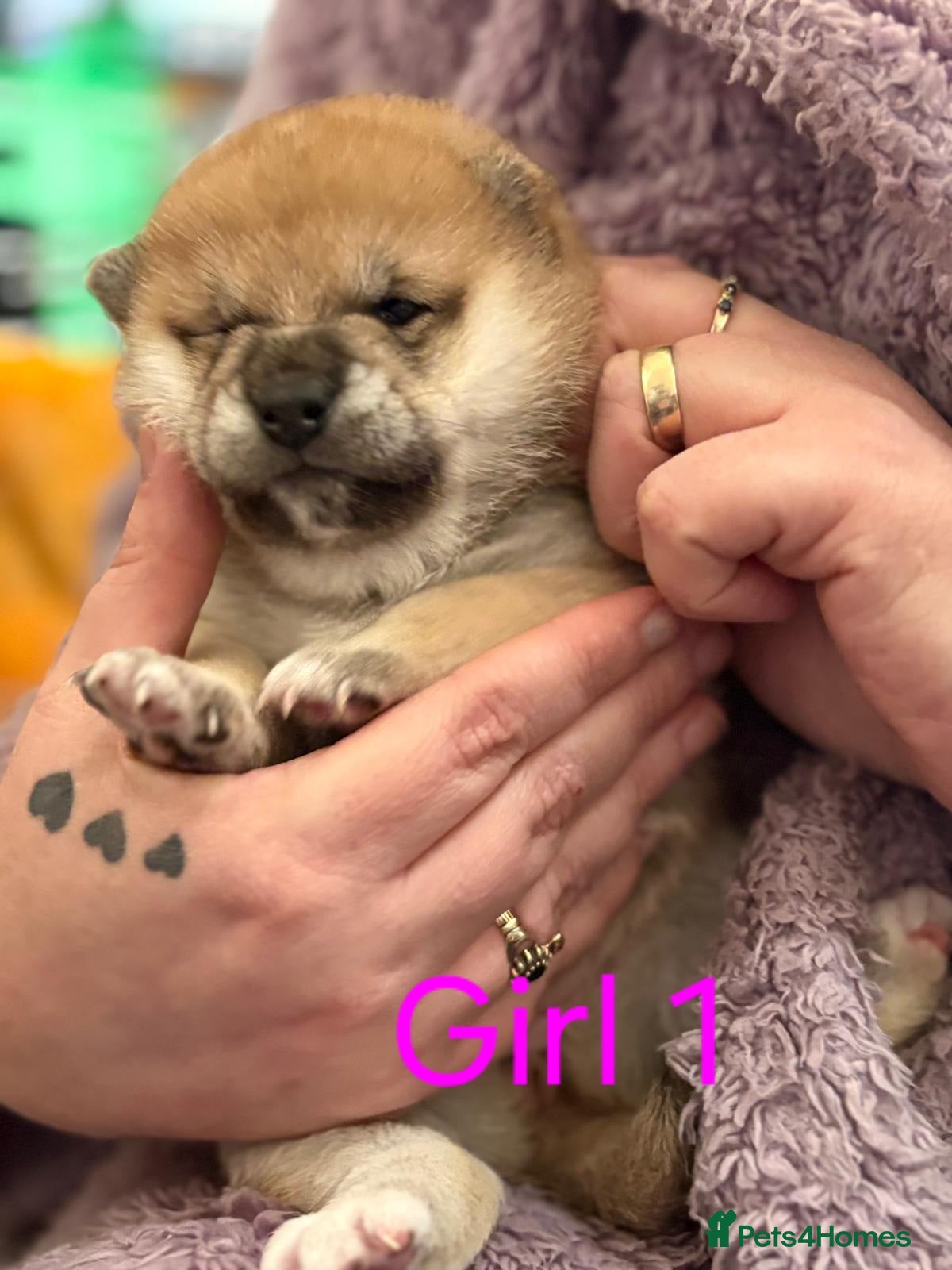Japanese Shiba Inu dogs Kc registered shiba inu chunky puppies - Advert 1