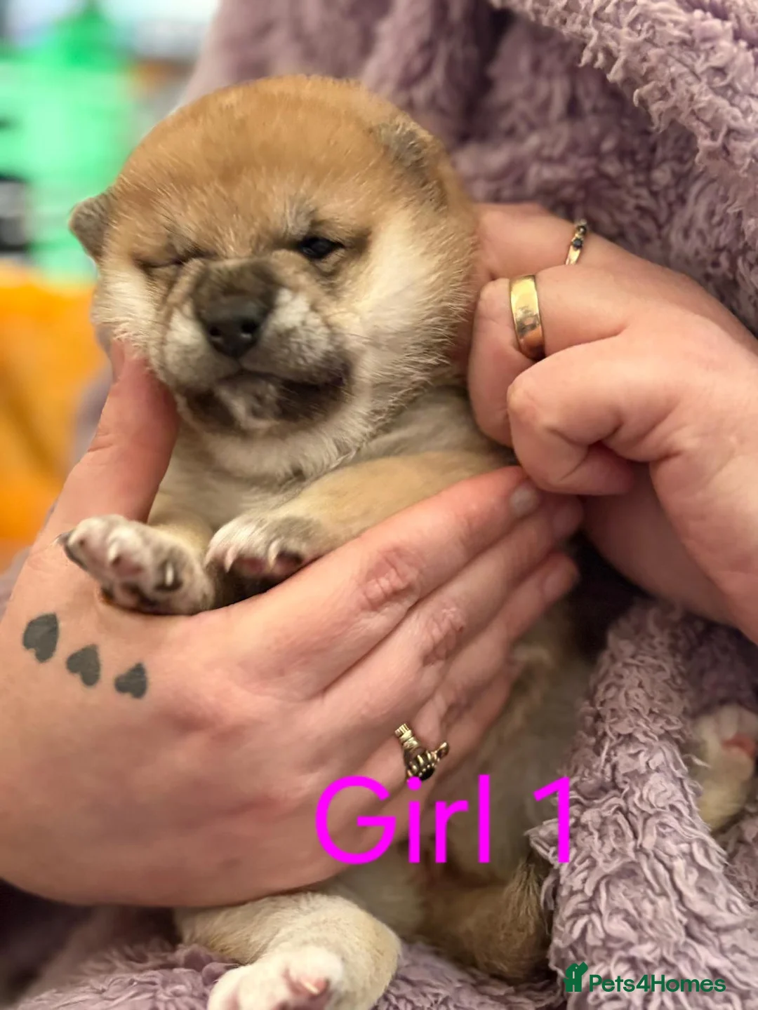 Japanese Shiba Inu dogs for sale: Kc registered shiba inu chunky puppies in Nottingham - Advert 1