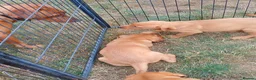 Labrador Retriever dogs for sale: Labrador Puppies Fox Red - Advert 3