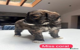 Mixed Breed dogs for sale: Outstanding Saint Bernadoodle Puppies  - Image 23